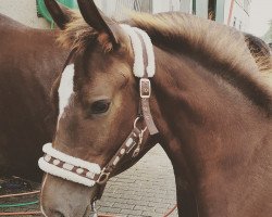 horse Hengst von Secret / Abanos (Rhinelander, 2019, from Secret)