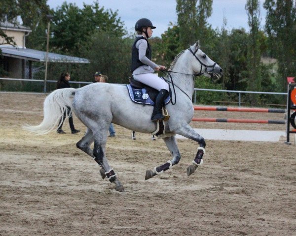 jumper Lausejune O (Oldenburg show jumper, 2011, from Levisonn 208 FIN)
