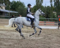jumper Lausejune O (Oldenburg show jumper, 2011, from Levisonn 208 FIN)
