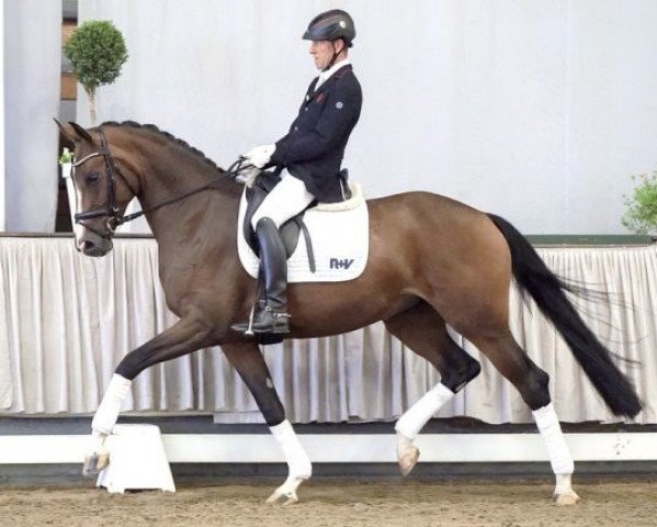 broodmare Saphira (Westphalian, 2016, from Sunday)