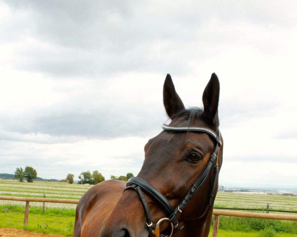 dressage horse Berberys (Polish Warmblood, 2004, from Haluk) dressage horse Berberys (Polish Warmblood, 2004, from Haluk)