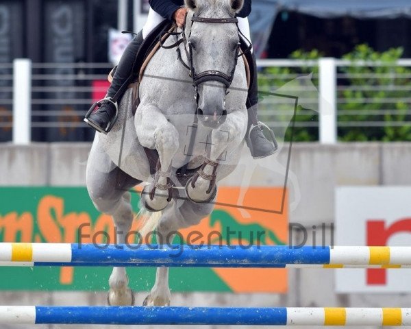 broodmare Colorit's Catara (Württemberger, 2009, from Colorit)