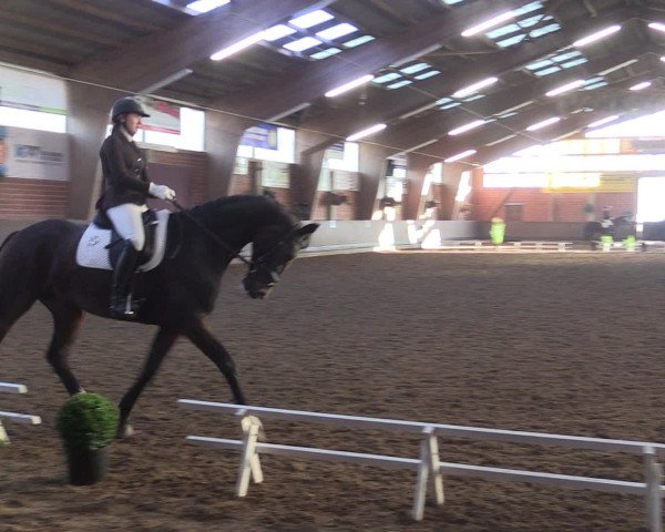 Reitturnier Hüllhorst 2015