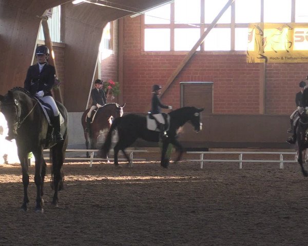 Reitturnier Hüllhorst 2015