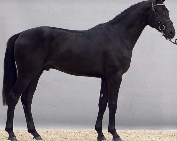 Springpferd Denver H (Hannoveraner, 2014, von Diacontinus)