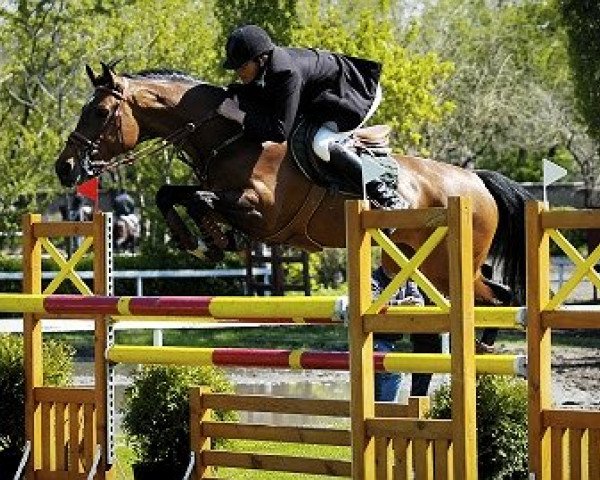 horse Partitúra (Hungarian Warmblood, 1997, from Koppány)