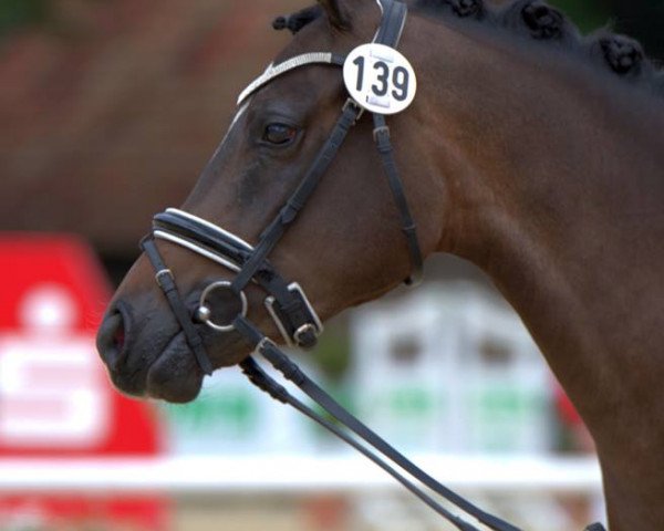broodmare Big Navaya (German Riding Pony, 2013, from Nobel Nagano NRW)