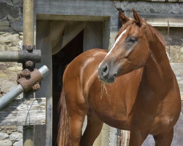 horse Upsala de Luxe CH (Swiss Warmblood, 2013, from Ukato)