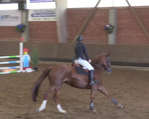 Reitturnier Hüllhorst 2015