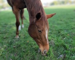 dressage horse Addi (unknown, 2000, from De Crillon n.gek xx)