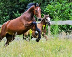 broodmare Premier League (Westphalian, 2008, from Potential)
