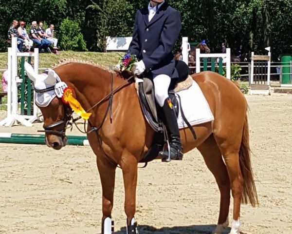 dressage horse Sunshine 432 (unknown, 2002)