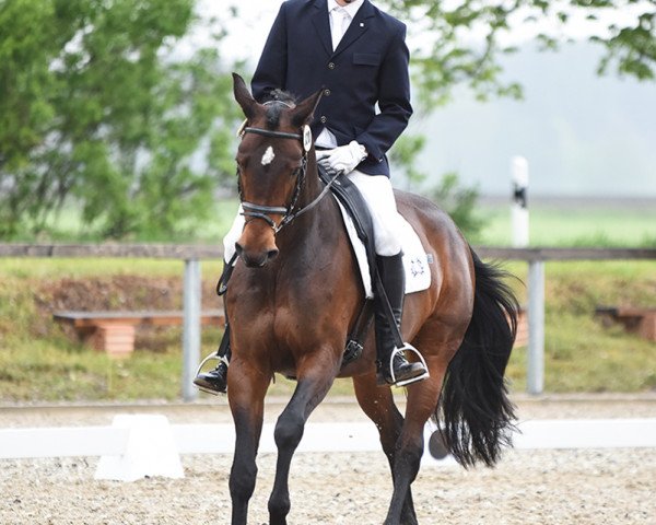 Fattrice Herbsttänzerin (Trakehner, 2009, di Tanzpartner)