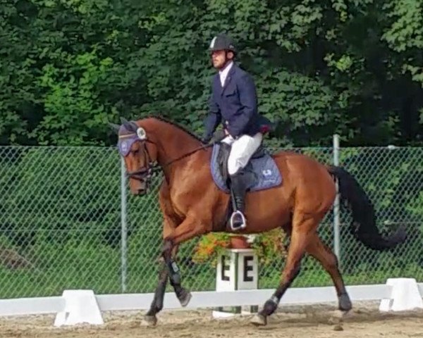 Dressurpferd Herbstfeuer 10 (Trakehner, 2015, von Laurel)