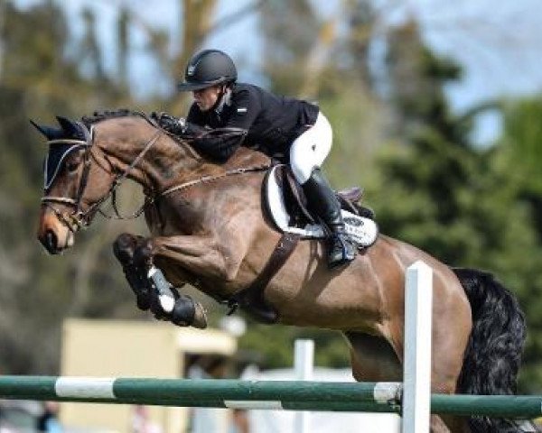 horse Yalambi's Gucci Girl (Australian Wamblood, 2010, from Yalambi's Carpino Z)