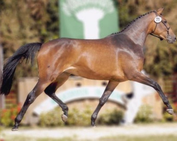 broodmare Giona K (German Warmblood,  , from Gino Ginelli)