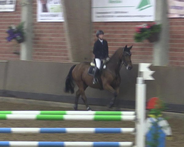 Reitturnier Hüllhorst 2015