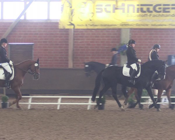 Reitturnier Hüllhorst 2015