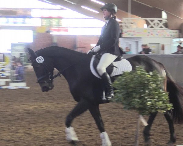 Reitturnier Hüllhorst 2015