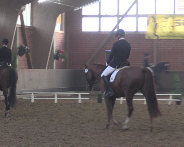 Reitturnier Hüllhorst 2015