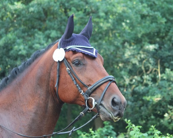 dressage horse Herz aus Gold (Hanoverian, 2011, from Heinrich Heine)