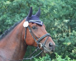 dressage horse Herz aus Gold (Hanoverian, 2011, from Heinrich Heine)