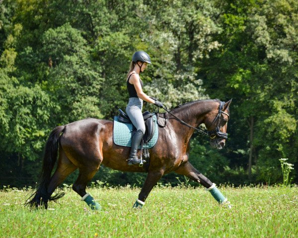 horse Rosebud (Württemberger, 2011, from Blue Hors Romanov)