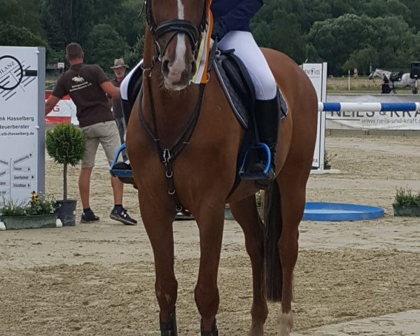 jumper Fbi 5 (KWPN (Royal Dutch Sporthorse), 2010, from Carthino Z)