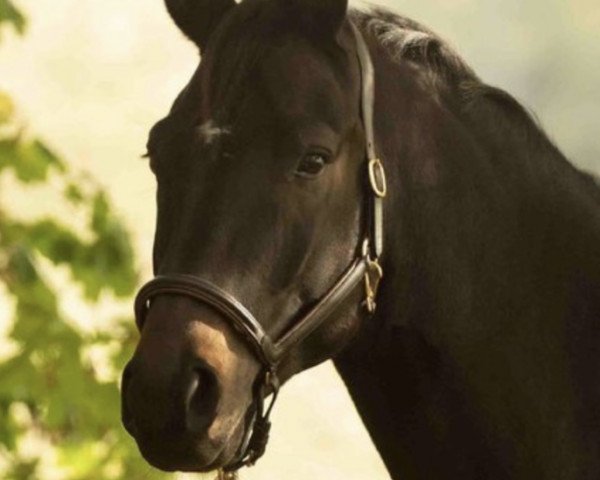 Dressurpferd Sirius HR (Hannoveraner, 2015, von Scolari) Dressurpferd Sirius HR (Hannoveraner, 2015, von Scolari)