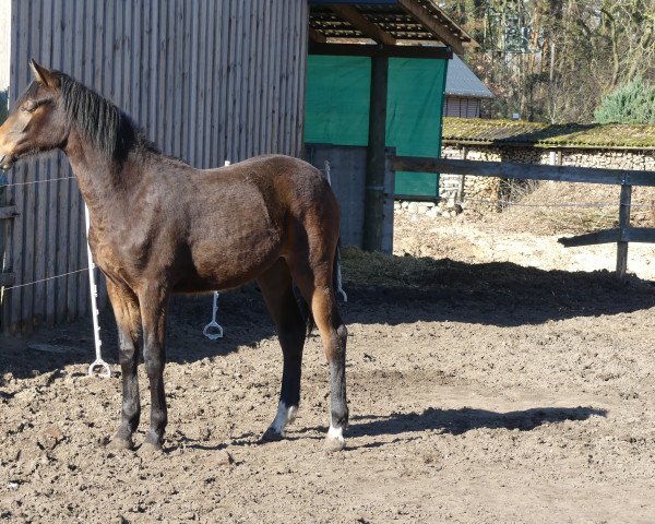 horse Thea KW (German Warmblood, 2018, from Louvre S)