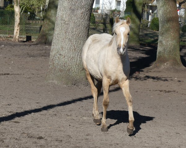 broodmare Goldmarie KW (German Riding Pony, 2018, from Golden Grey NRW)