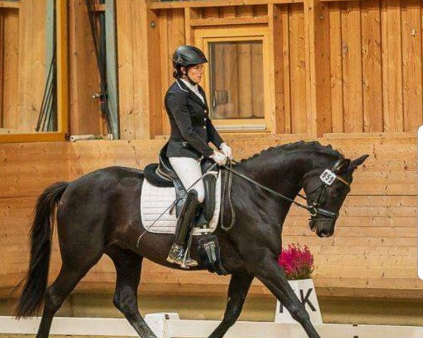 dressage horse Hot Iron 3 (Trakehner, 2016, from Phlox)
