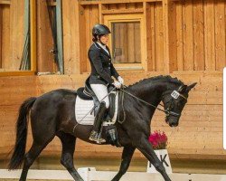 dressage horse Hot Iron 3 (Trakehner, 2016, from Phlox)
