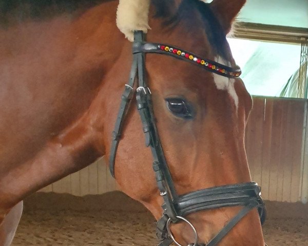 broodmare Dasteny R (German Sport Horse, 2006, from No Limit)