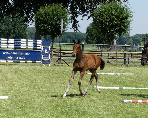 jumper Löwenherz KW (Oldenburg, 2019, from Landfein)