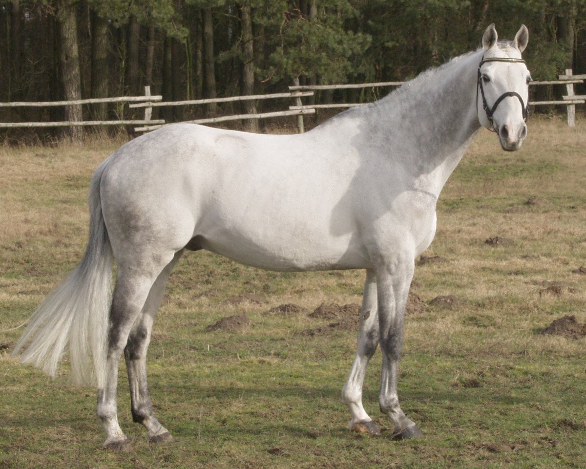 Deckhengst Chamberlain D (Zweibrücker, 1996, von Cash)