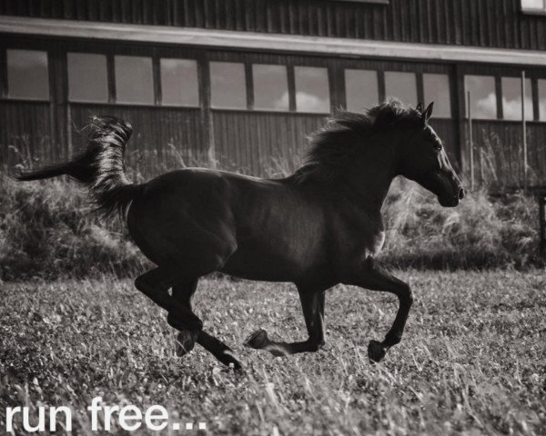 horse Cassady (Sky) (Traber, 2007, from Credit Winner SC-783 (US))