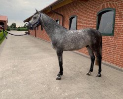 jumper Casimir 187 (Holsteiner, 2015, from Christian 25)