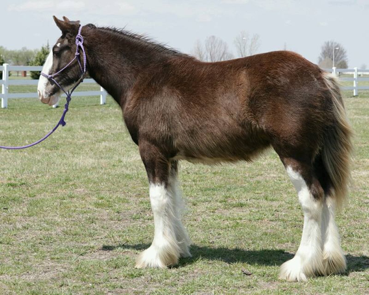 Pferd Danika's Sophie Claire (Clydesdale, 2017, von Somewhere Doc's Blackun Decker)