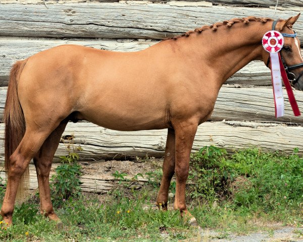 horse Branley Ash Dynasty (German Riding Pony, 2017, from Dimension AT NRW)