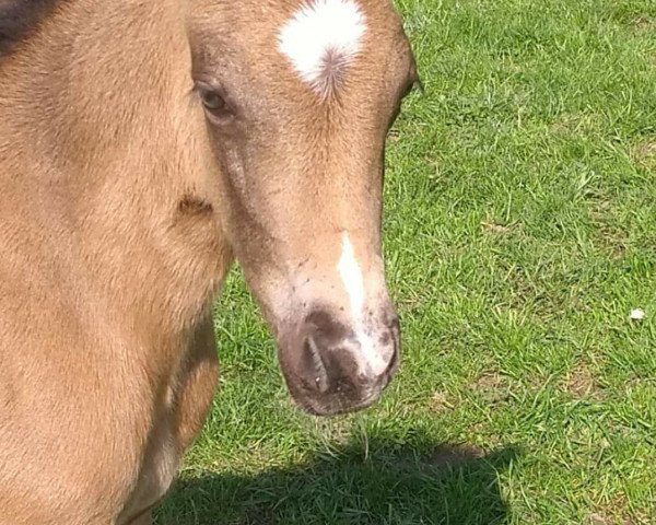 Pferd Conrad van Dyke (Deutsches Reitpony, 2019, von Cadlanvalley Sir Ivanhoe)