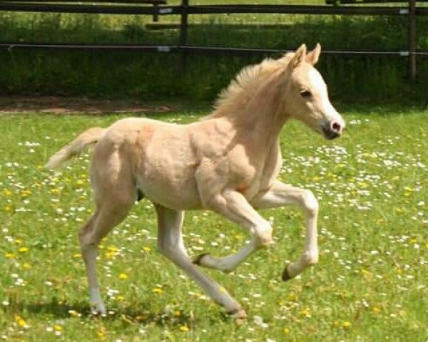 Pferd Caspari B (Kleines deutsches Reitpferd, 2019, von Cadlanvalley Sir Ivanhoe)