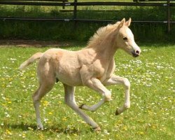 horse Caspari B (Little German Riding Horse, 2019, from Cadlanvalley Sir Ivanhoe)