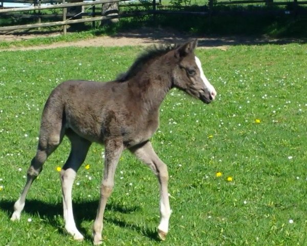 Pferd CC Colour of Sensation (Deutsches Reitpony, 2019, von Cadlanvalley Sir Ivanhoe)