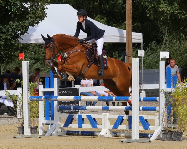 jumper Quida F (Württemberger, 2012, from Quadrofino)