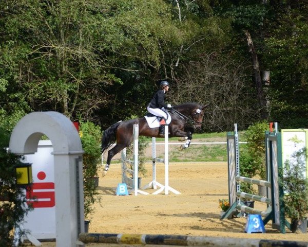 broodmare Salsa Queen 2 (Hanoverian, 2007, from San Schufro)