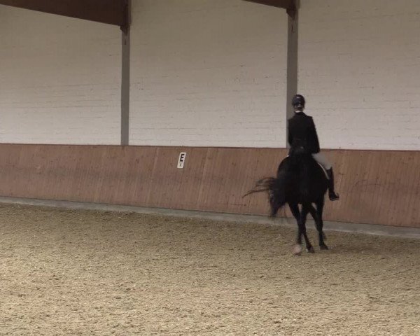 Reitturnier Gut Hohenkamp / Dorsten 2015