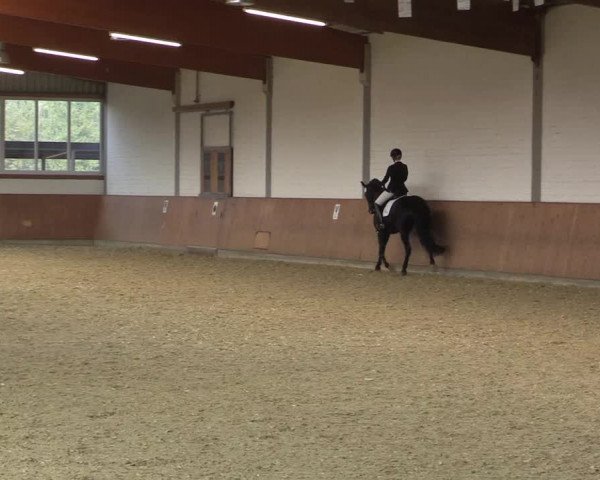 Reitturnier Gut Hohenkamp / Dorsten 2015
