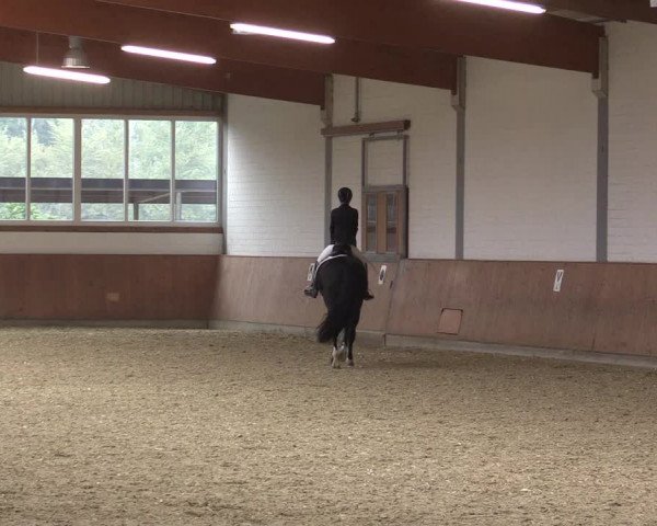 Reitturnier Gut Hohenkamp / Dorsten 2015