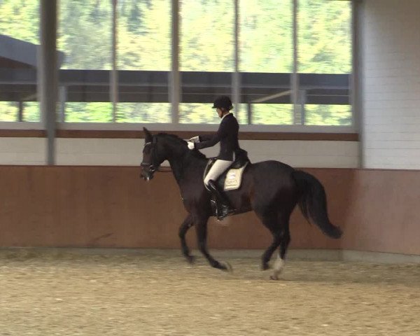 Reitturnier Gut Hohenkamp / Dorsten 2015